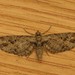 Eupithecia exiguata - Photo (c) Donald Hobern,  זכויות יוצרים חלקיות (CC BY)