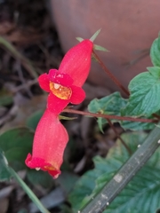 Seemannia nematanthodes