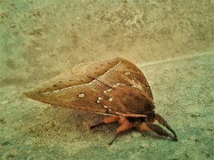 Catacantha ferruginea