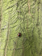 Harmonia axyridis
