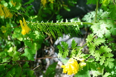 Corydalis speciosa