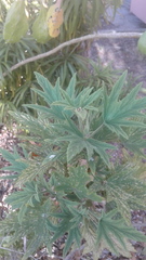Pelargonium citronellum
