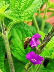 Apis mellifera