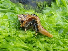 Clibanarius virescens