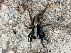 Alopecosa pulverulenta