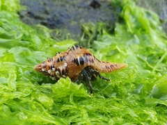 Clibanarius virescens