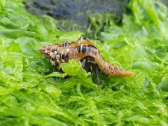 Clibanarius virescens