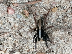 Alopecosa pulverulenta