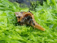 Clibanarius virescens