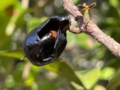 Sideroxylon socorrense