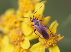 Lopidea marginata
