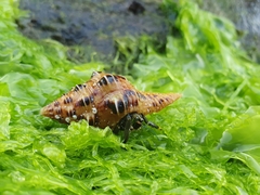 Clibanarius virescens