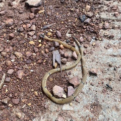 Calliophis maculiceps