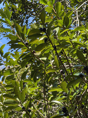 Sideroxylon socorrense