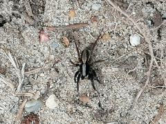 Alopecosa pulverulenta