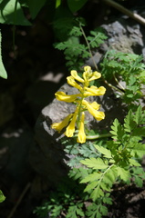 Corydalis speciosa