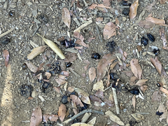 Sideroxylon socorrense