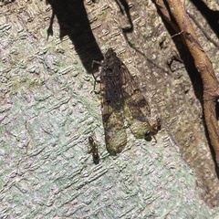 Dichoptera