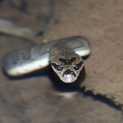 Homalopsis buccata