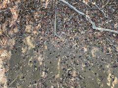 Sideroxylon socorrense