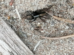 Alopecosa pulverulenta