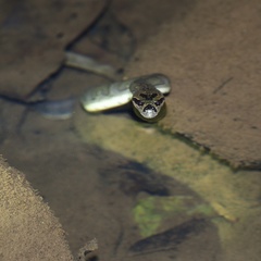Homalopsis buccata