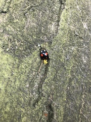 Harmonia axyridis