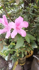 Rhododendron noriakianum