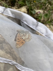 Melitaea ornata