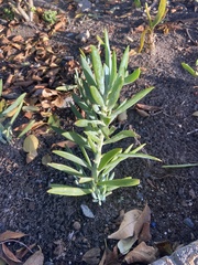 Curio crassulifolius