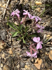 Silene caroliniana