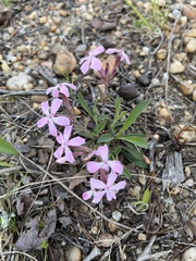 Silene caroliniana