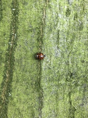 Harmonia axyridis