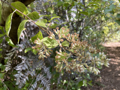 Cestrum pacificum