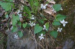 Viola hancockii