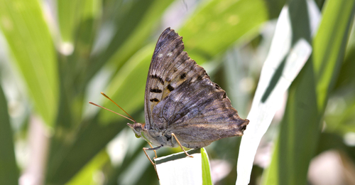Cherubina emperor