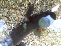 Dicamptodon aterrimus