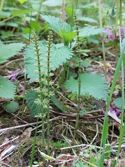 Equisetum pratense image