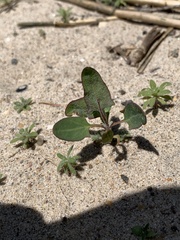 Amaranthaceae