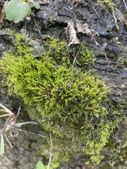 Amblystegium
