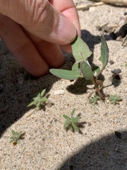 Amaranthaceae