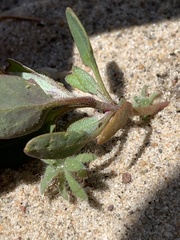 Amaranthaceae