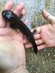 Dicamptodon aterrimus