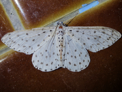 Xenoplia trivialis