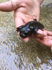 Dicamptodon aterrimus