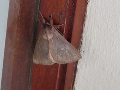 Phyllalia patens