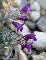 Penstemon thompsoniae
