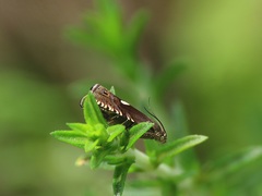 Grapholita lunulana