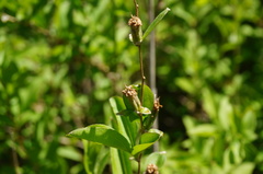 Myripnois dioica