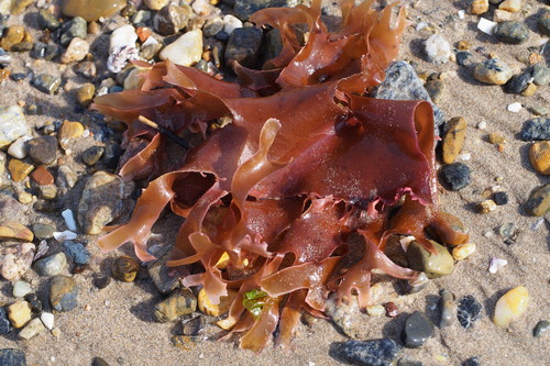 Gracilaria textorii